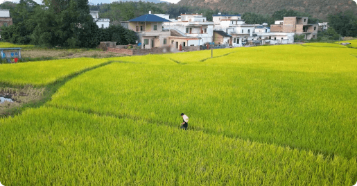 广东清远5千亩水稻基地