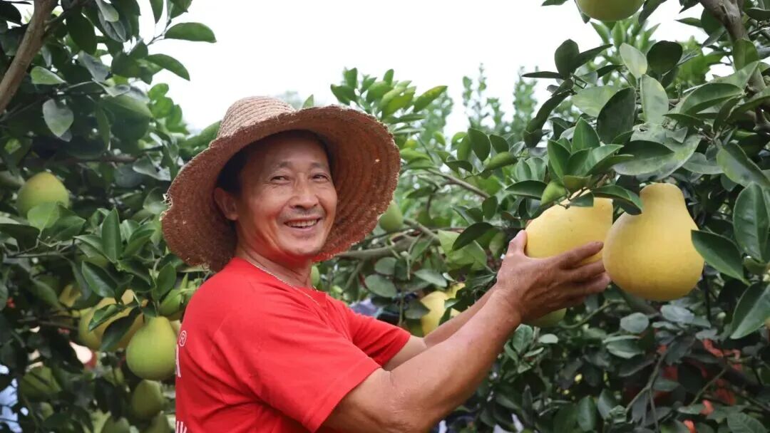 k8凯发农服：数智农服树立现代农服“金”标准